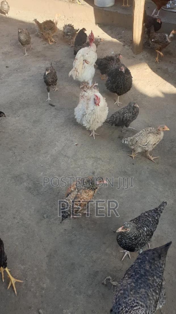 Kienyeji Chicken - thumbnail 9