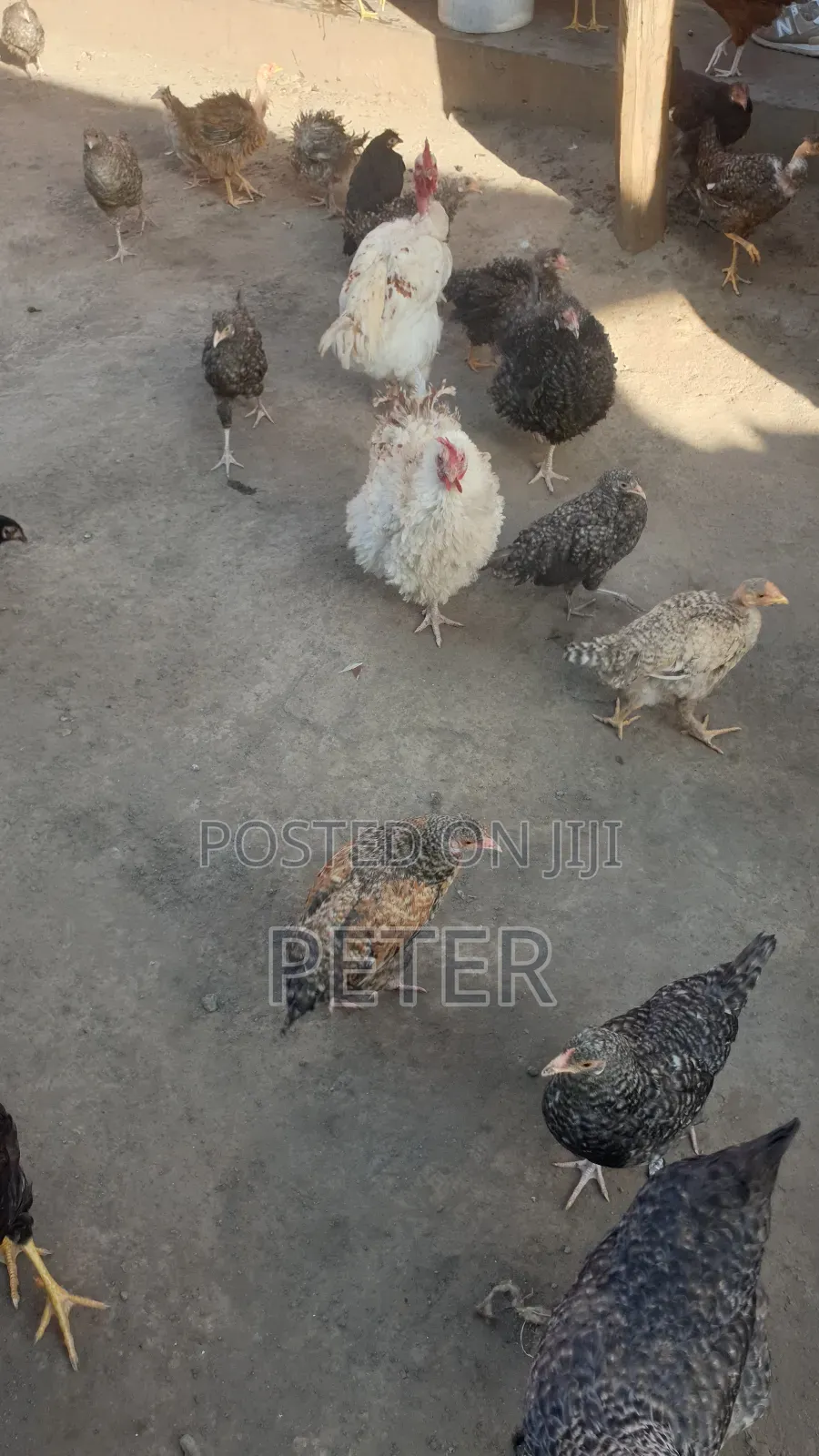Kienyeji Chicken