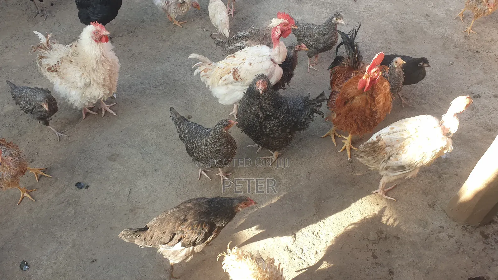 Kienyeji Chicken