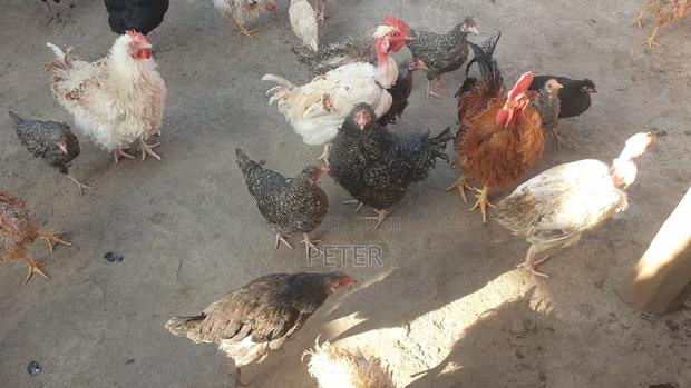Kienyeji Chicken - thumbnail 10