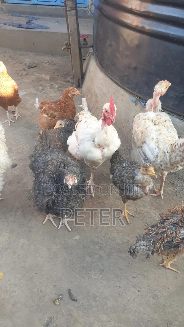 Kienyeji Chicken - thumbnail 11