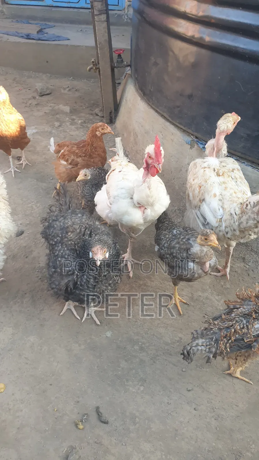 Kienyeji Chicken
