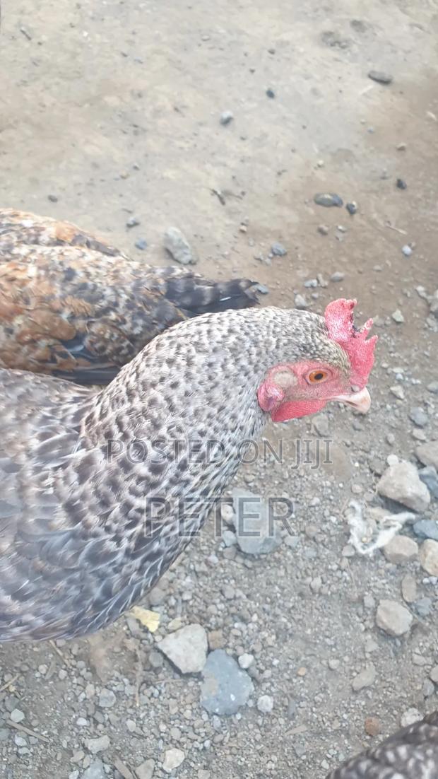 Kienyeji Chicken - thumbnail 12