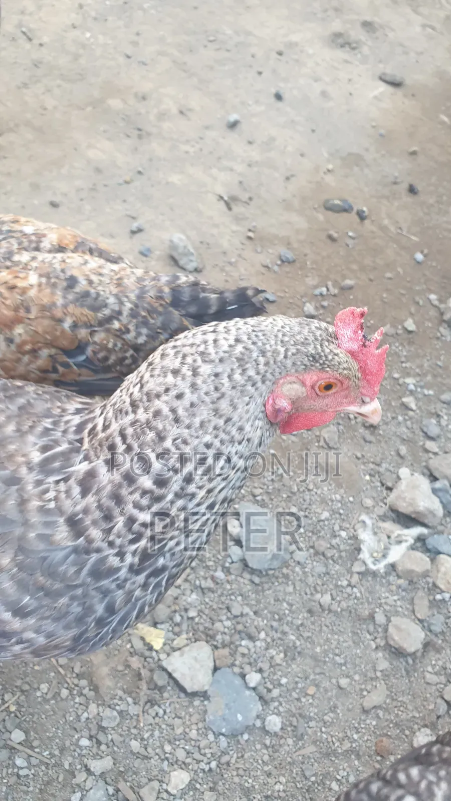 Kienyeji Chicken
