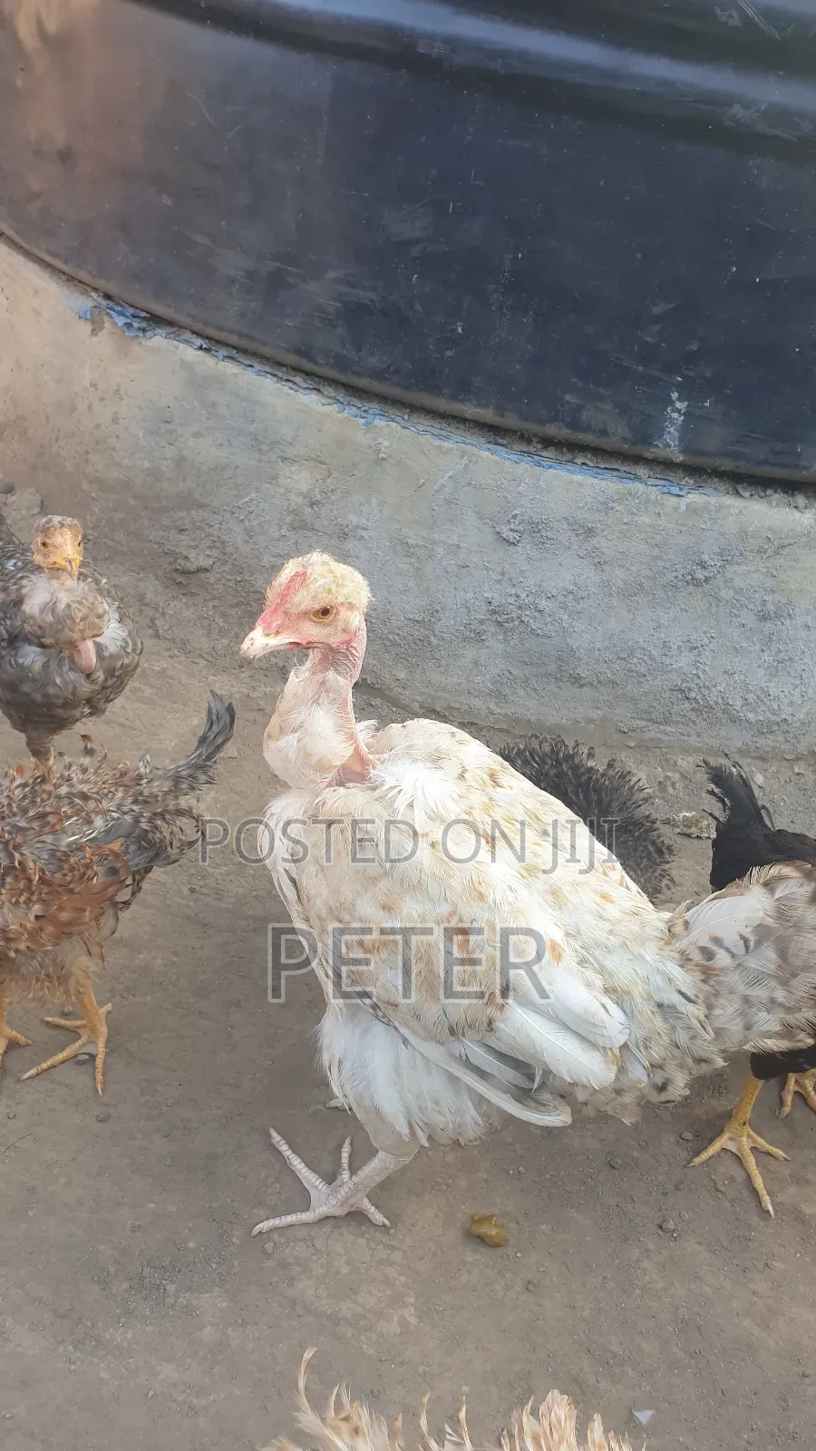 Kienyeji Chicken