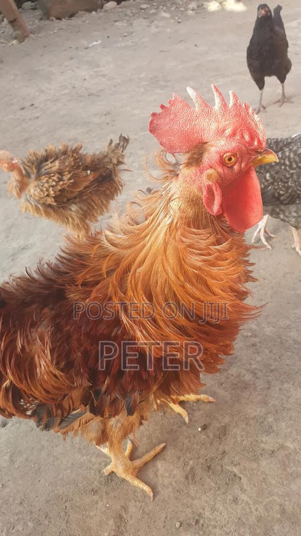 Kienyeji Chicken - thumbnail 14