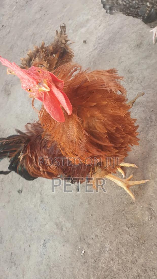 Kienyeji Chicken - thumbnail 15