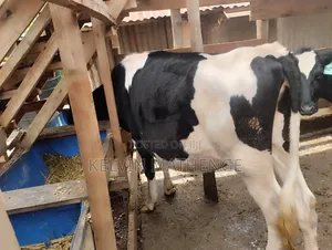Bulling Heifers