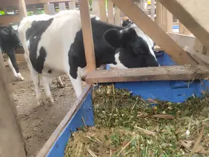 10 Months Heifer