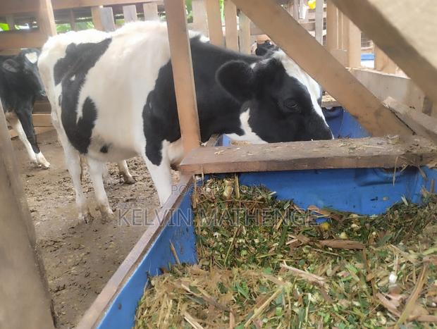 10 Months Heifer