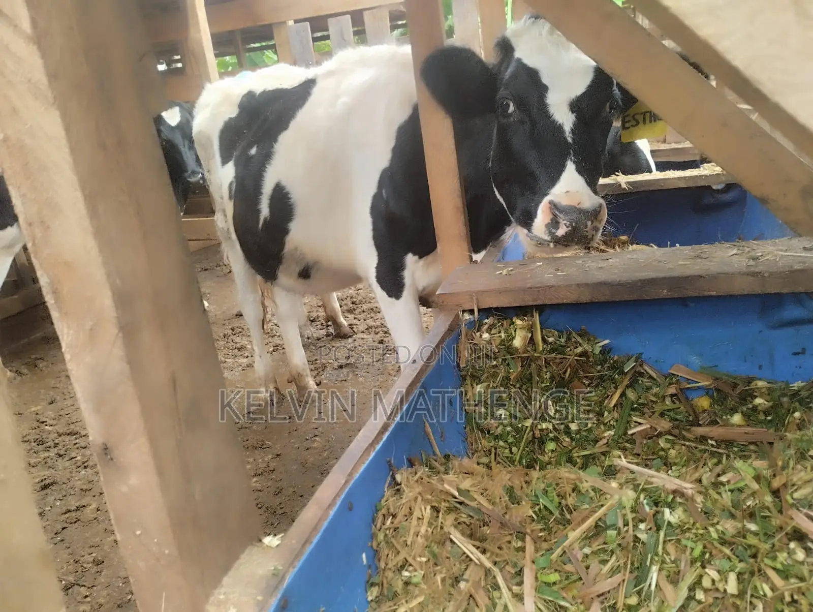 10 Months Heifer