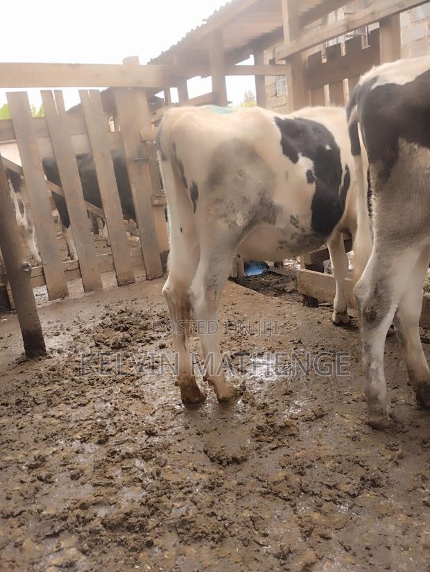 10 Months Heifer - thumbnail 2