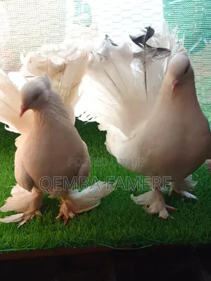 Fantails Piegones