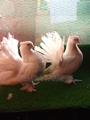 Fantails Piegones