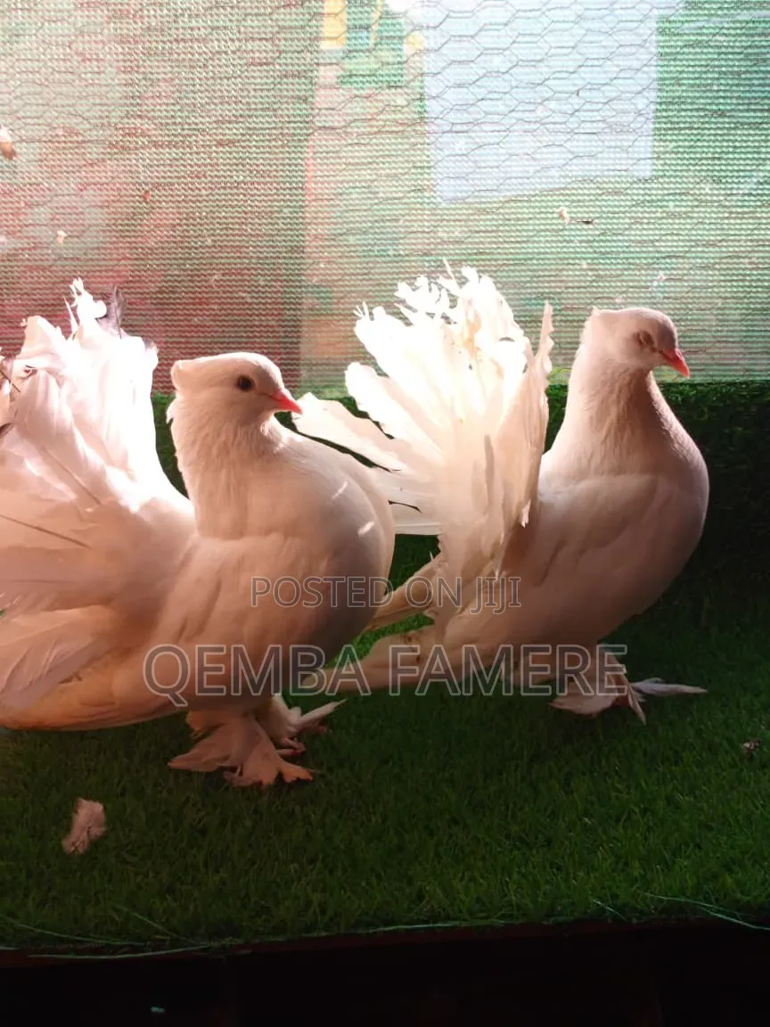 Fantails Piegones