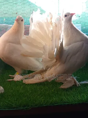 Fantails Piegones