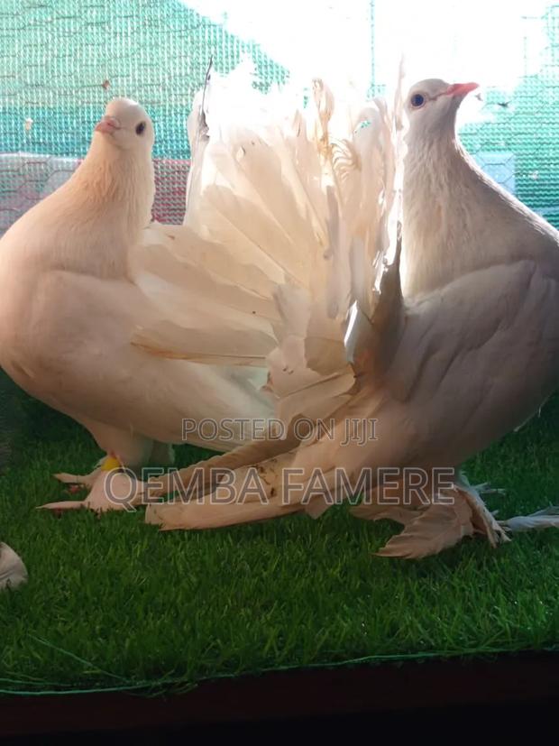 Fantails Piegones - thumbnail 3