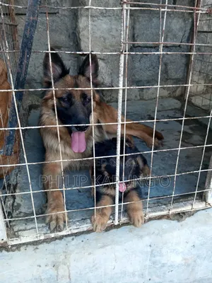 1+ year Female Purebred German Shepherd