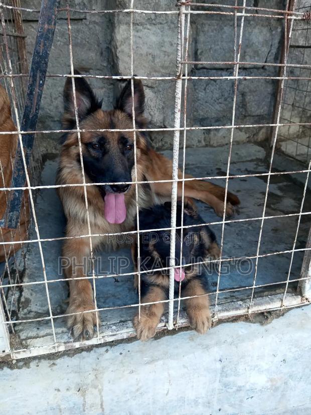 1+ year Female Purebred German Shepherd