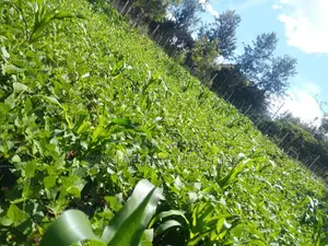 Ongata Rongai, Nkoroi - Residential Plots On