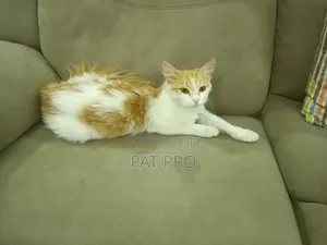6-12 months Female Mixed Breed Cat