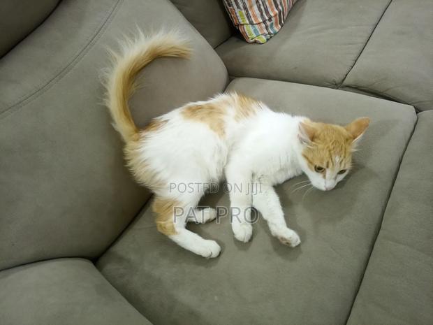 6-12 months Female Mixed Breed Cat - thumbnail 3