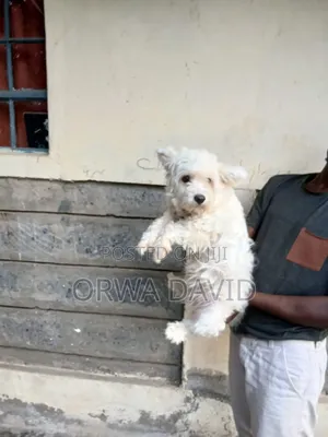 1+ year Female Purebred Maltese