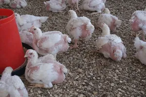 Broiler Chicken