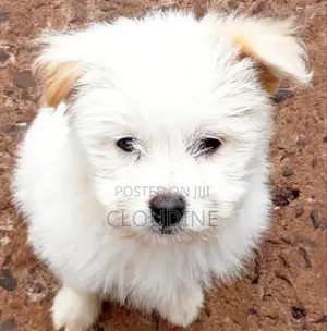 3-6 months Female Purebred Maltese