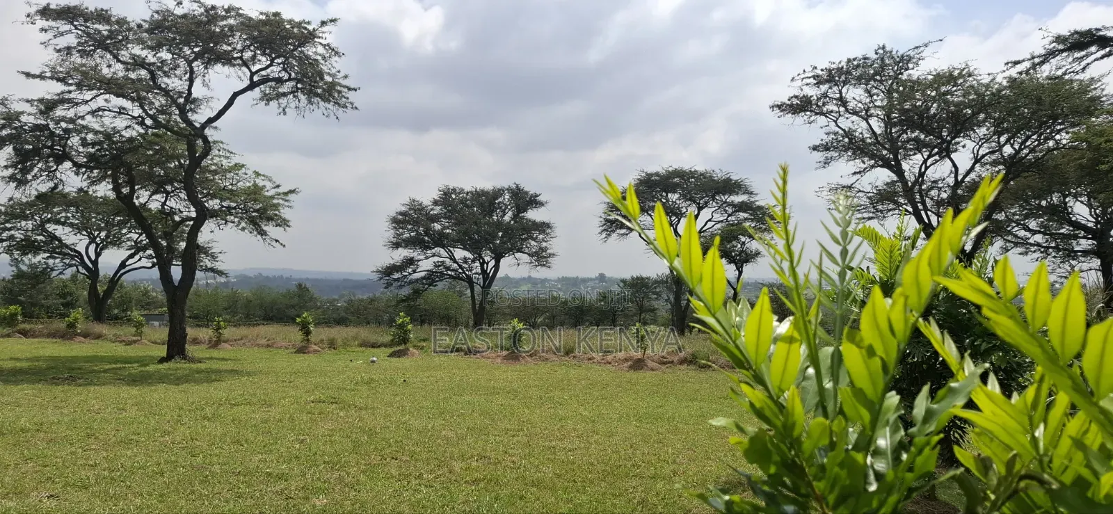 Land for Sale Ranch