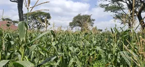 Land for Sale Ranch