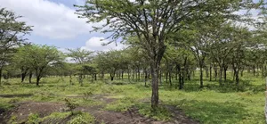 Land for Sale Ranch