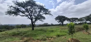 Land for Sale Ranch