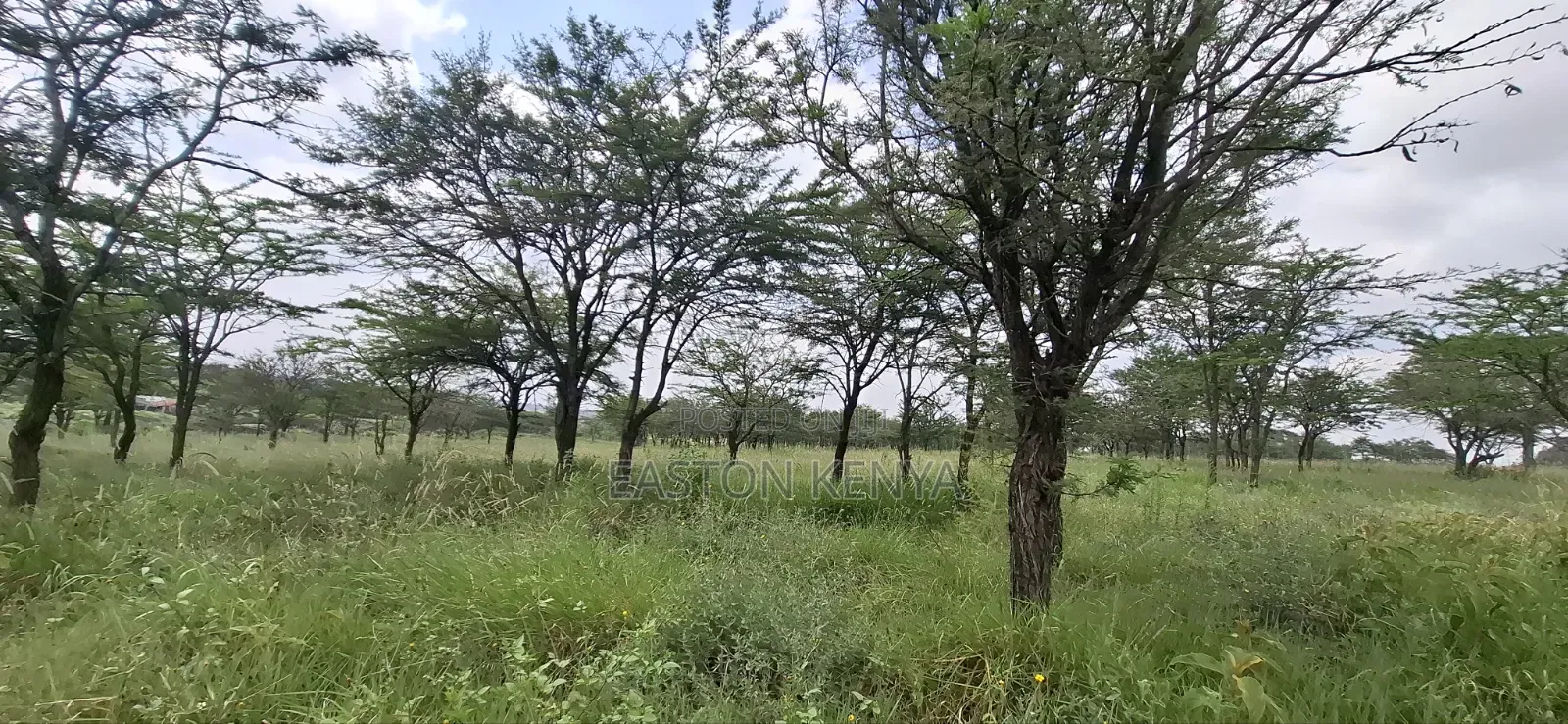 Land for Sale Ranch