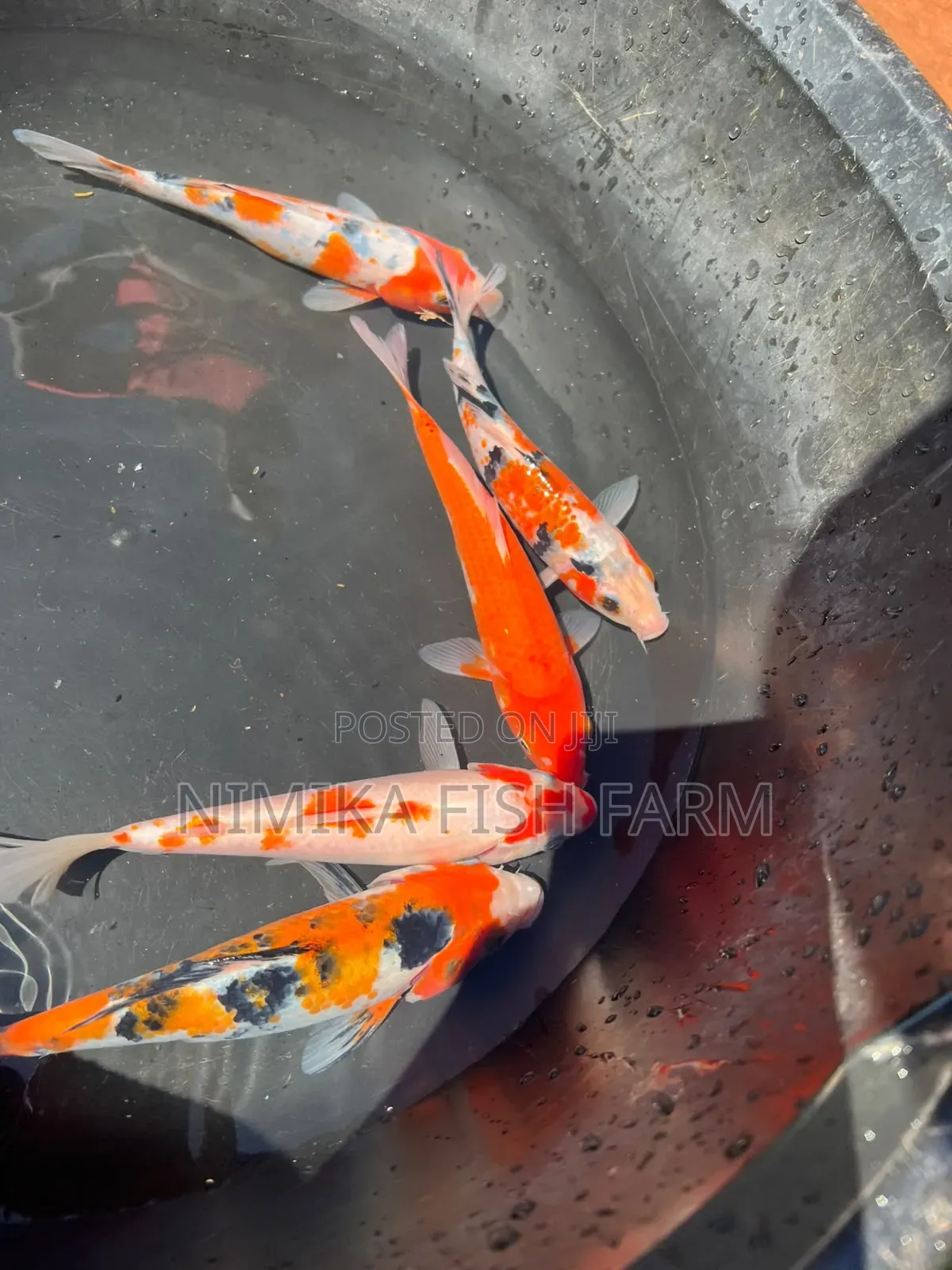 Koi Goldfish at Wholesale