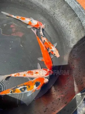 Koi Goldfish at Wholesale