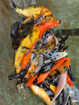 Koi Goldfish at Wholesale