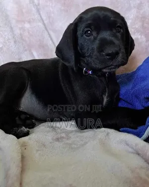 1-3 months Female Purebred Labrador Retriever