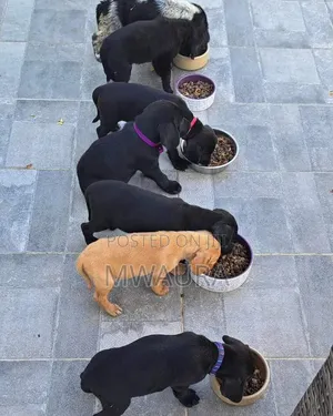 1-3 months Female Purebred Labrador Retriever