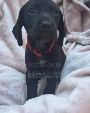 1-3 months Female Purebred Labrador Retriever
