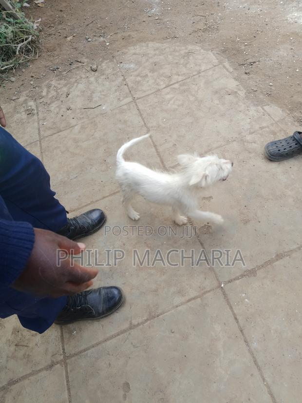 3-6 months Male Purebred Japanese Spitz
