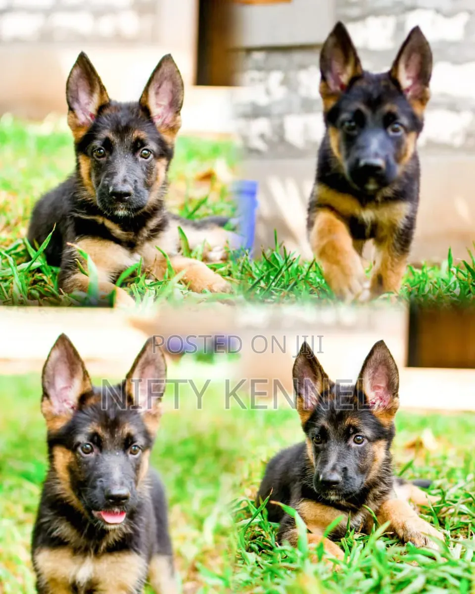 Aggression Training Service