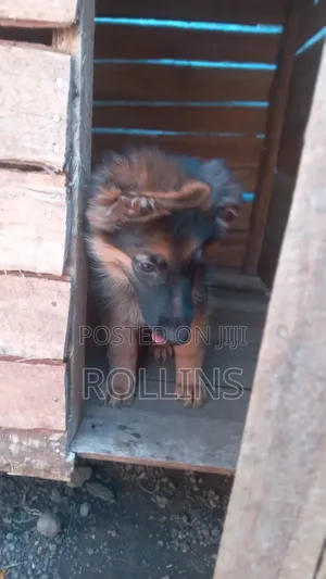 1-3 months Female Purebred German Shepherd