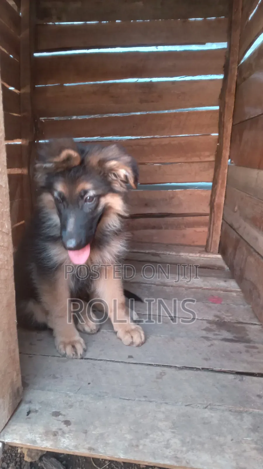 1-3 months Female Purebred German Shepherd