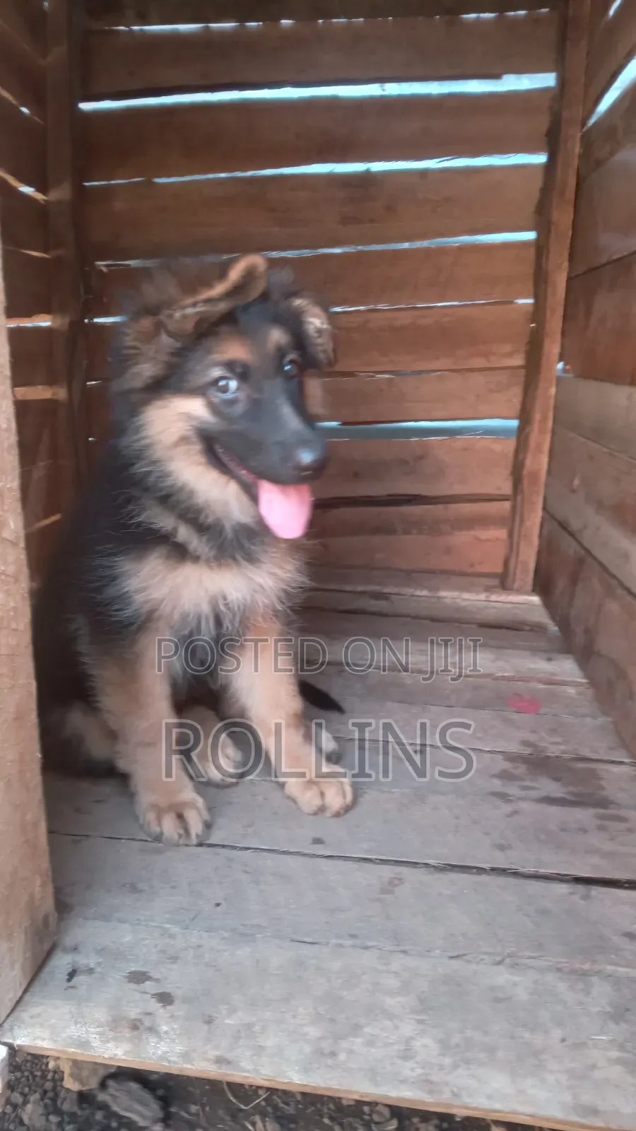 1-3 months Female Purebred German Shepherd
