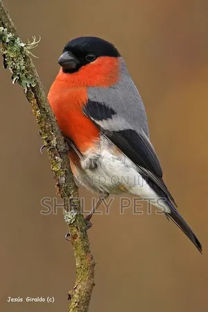 Eurasian Bullfinch