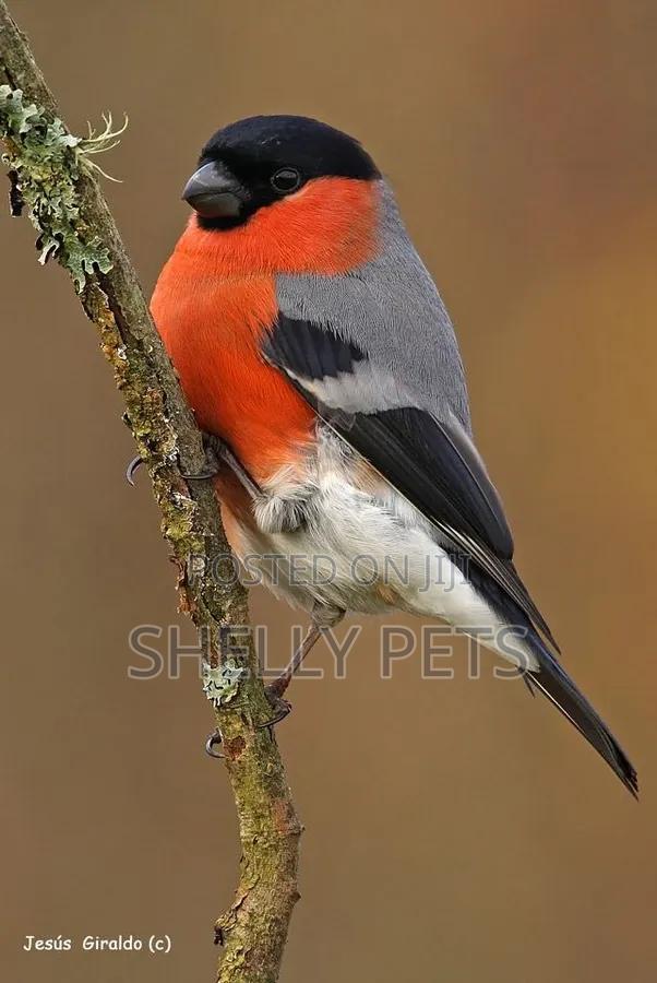 Eurasian Bullfinch
