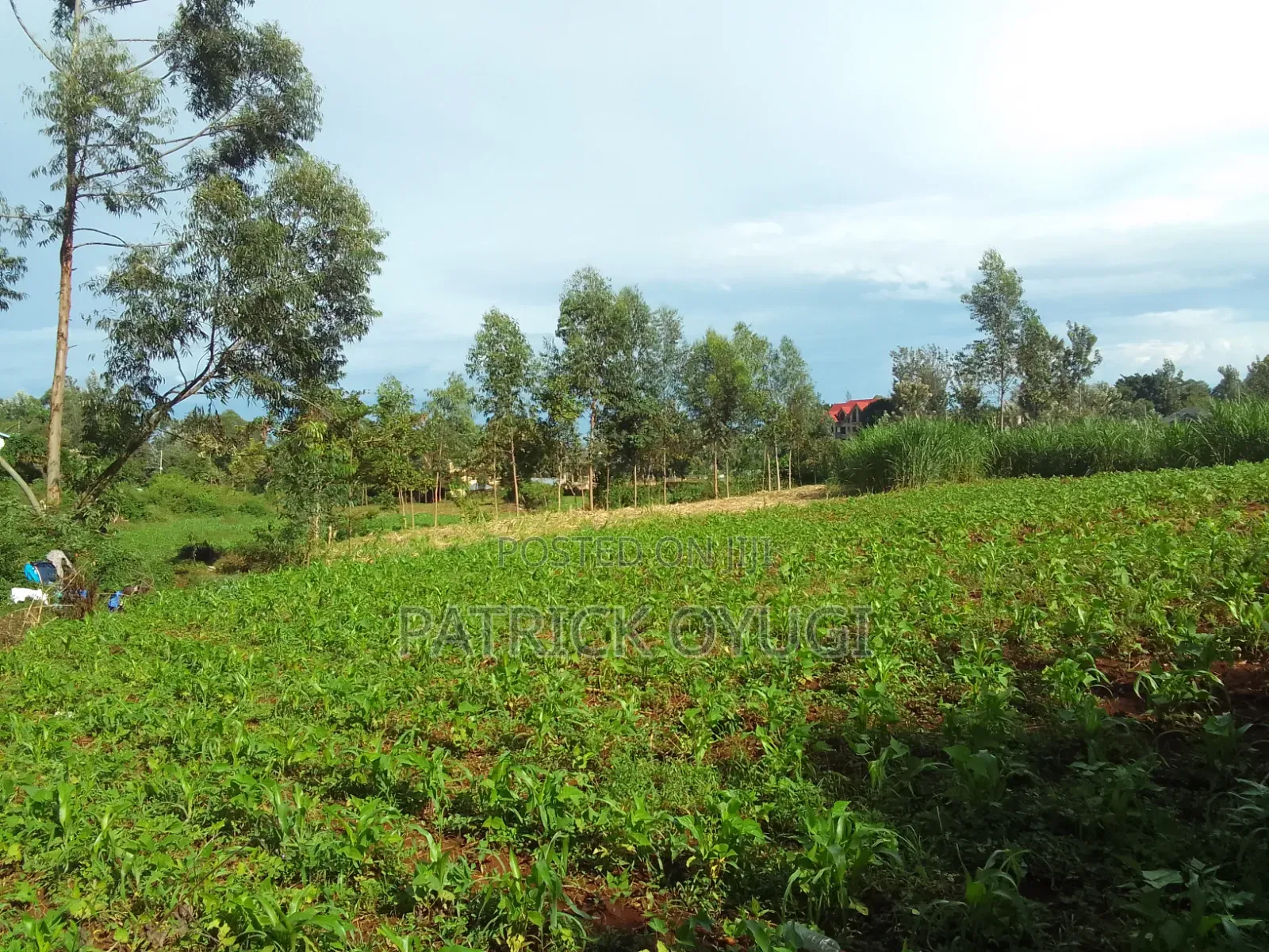 Furnished 3bdrm Mansion in Riat College, North Kisumu for sale