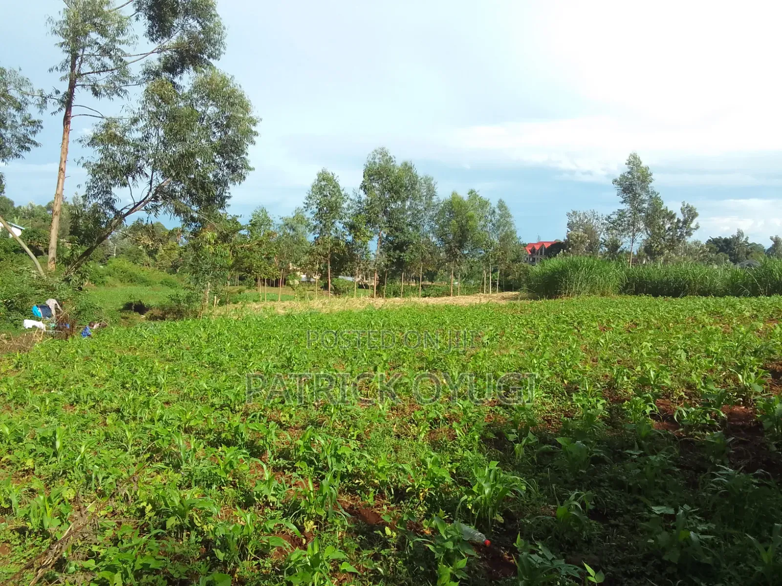Furnished 3bdrm Mansion in Riat College, North Kisumu for sale