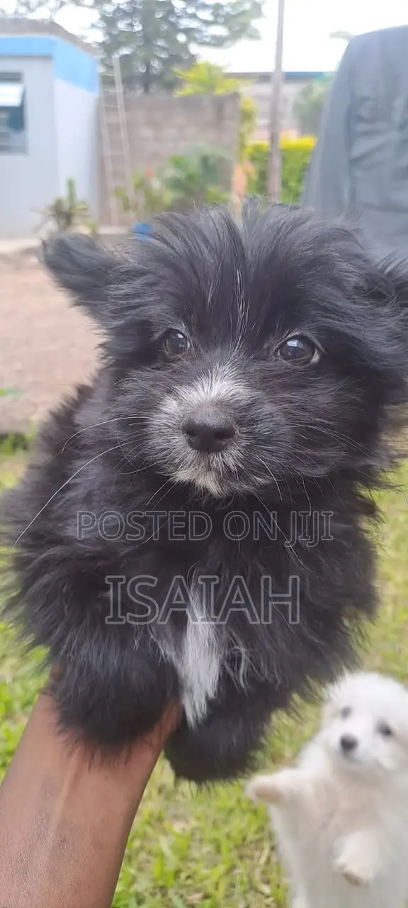 1-3 months Male Purebred Japanese Spitz